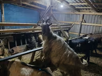 Goat, Goats — photo 1