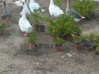 Geese — 5-rasm