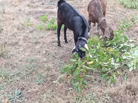 公山羊, Nubian Goat — 照片 2