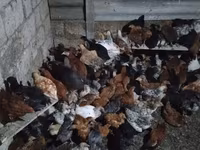 Chickens — foto 4