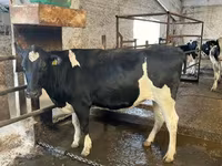Vaca, Raza Holstein — foto 7