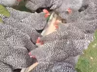 Australorp — Foto 1