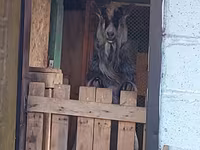 母山羊, Goats — 照片 4