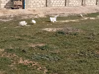 Geese — الصورة 4