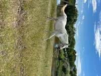 Mare, Horses — photo 3