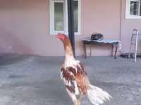 Chickens — foto 1