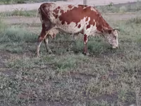 Vaca, Ganado vacuno — foto 3