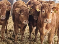 Rinder (Partie, Geschlecht nicht angegeben), Simmental cattle — Foto 1