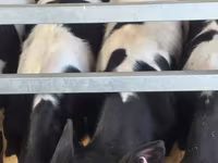 Бұқа, Russian Black pied cattle — 8-сурет