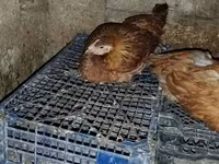 Chickens — photo 3