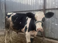 Vaca, Russian Black pied cattle — foto 1