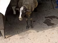 भेड़, Romanov sheep — फ़ोटो 4