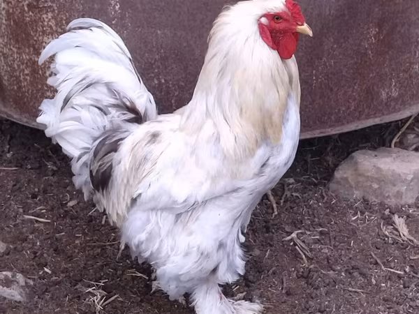 Brahma