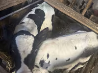 Bulle, Russian Black pied cattle — Foto 4