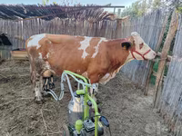 母牛, Simmental cattle — 照片 2
