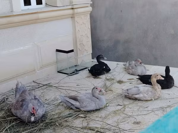 pato criollo doméstico
