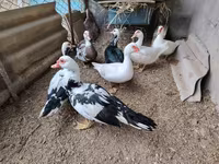 Ducks — Foto 1