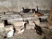 Ducks — Foto 2