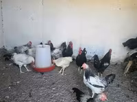 Chickens — Foto 1