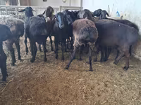Ram, Sheep — photo 6
