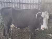 بقرة, Simmental cattle — الصورة 7