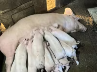 Schweine (Partie, Geschlecht nicht angegeben), Крупная белая — Foto 6