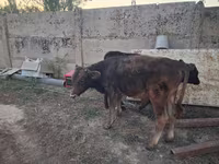 Buğa, Alatau irqi — foto 4