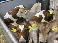 Rinder (Partie, Geschlecht nicht angegeben), Simmental cattle — Foto 8