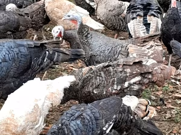 Turkeys