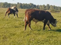 Bulle, Holstein-Rasse — Foto 2