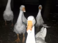 Geese — 照片 1