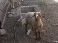 Qoç, Qoyunlar — foto 1