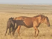 घोड़ी, Kazakh horse — फ़ोटो 2