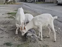 母山羊, Goats — 照片 7