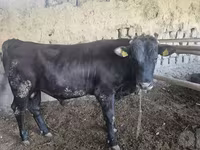 公牛, Red Estonian cattle — 照片 5