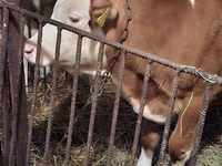 Buqa, Simmental cattle — 1-rasm