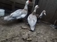 Ducks — Foto 1