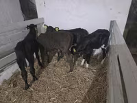 Kuh, Holstein-Rasse — Foto 4
