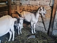 Keçi, Alpine goat — foto 2