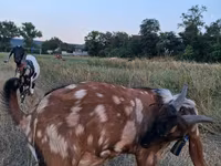 تيس, Nubian Goat — الصورة 2