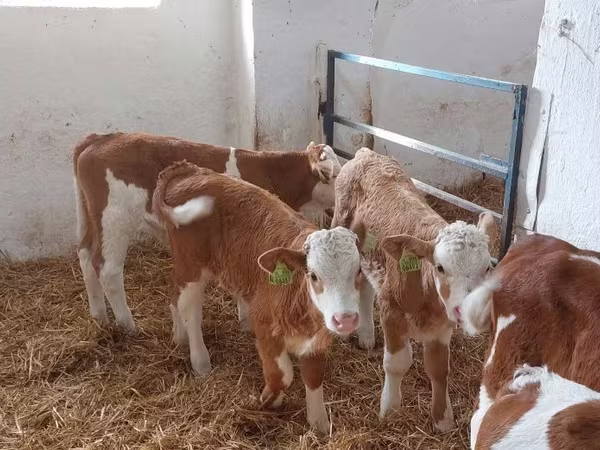 ثور, Simmental cattle