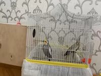 Nimfa (Cockatiel) cütü və qəfəs dəsti Məhsulun təsviri: - İki ədəd — Foto 2