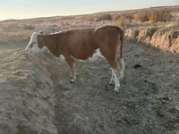 Kuh, Simmental cattle — Foto 1