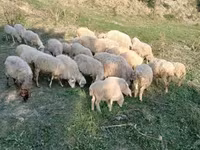 Ram, Sheep — photo 3