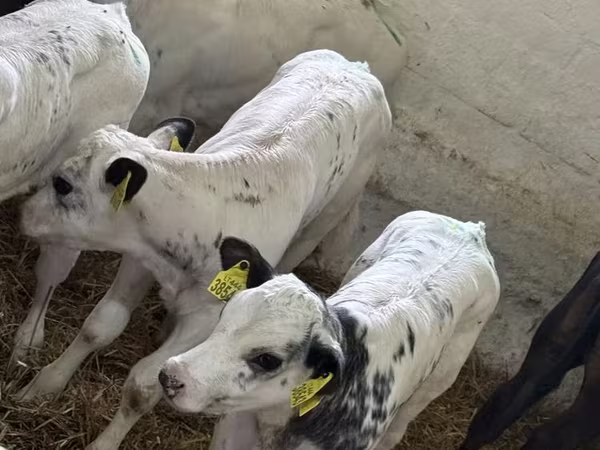 Toro, Ganado vacuno