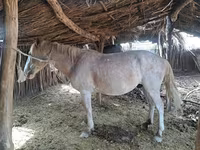 Caballo, Kazakh horse — foto 3