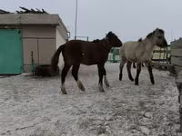 Caballo, Caballos — foto 5