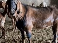 Taka, Nubian Goat — 7-rasm