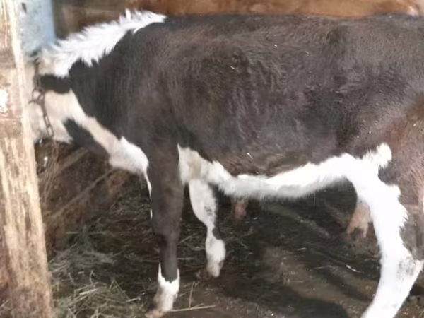 Сиыр, Simmental cattle