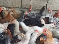 Chickens — फ़ोटो 3